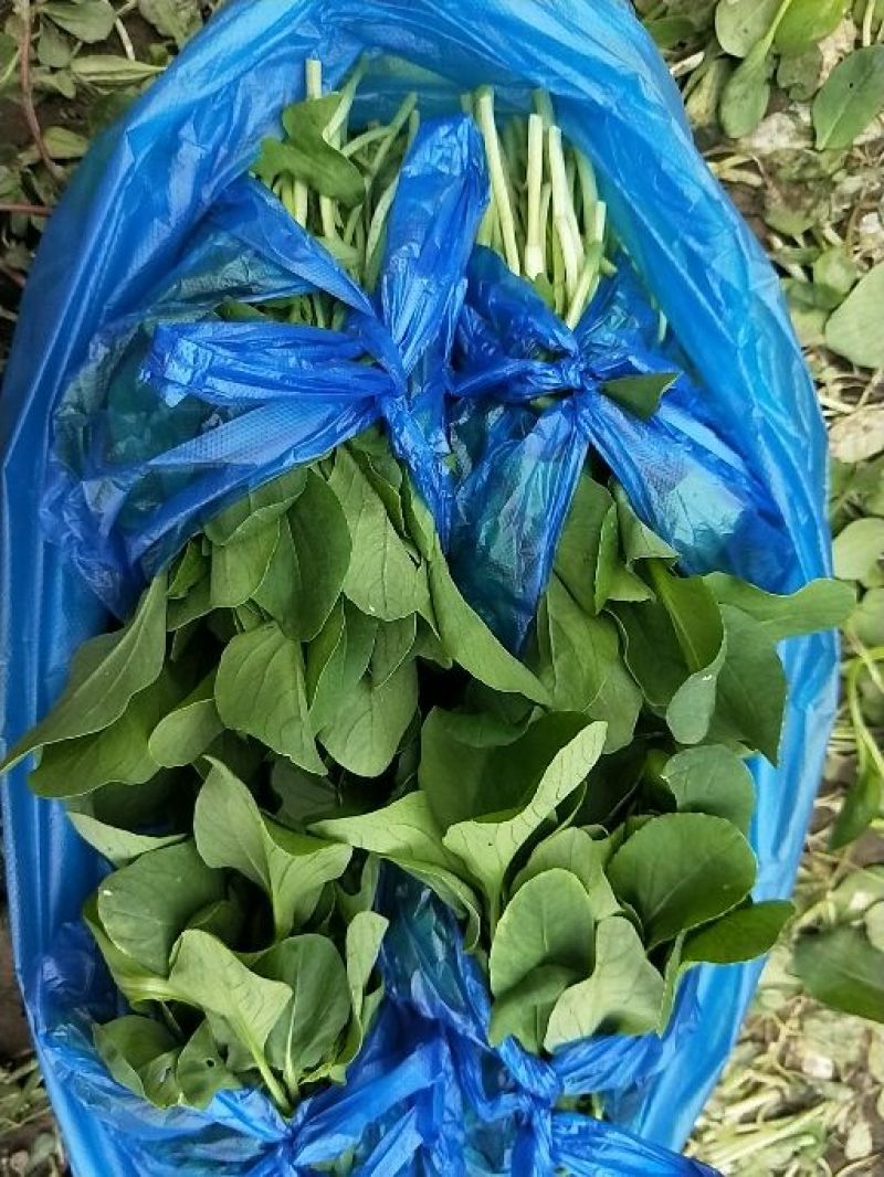 鸡毛菜12-15cm