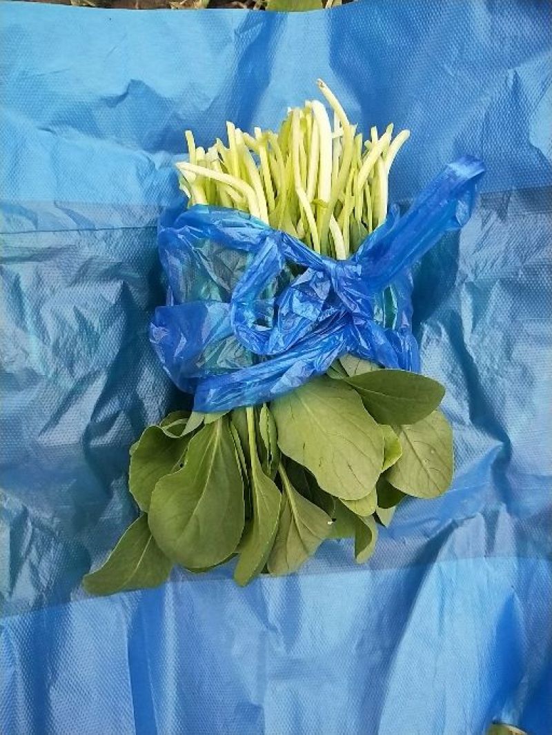 鸡毛菜12-15cm