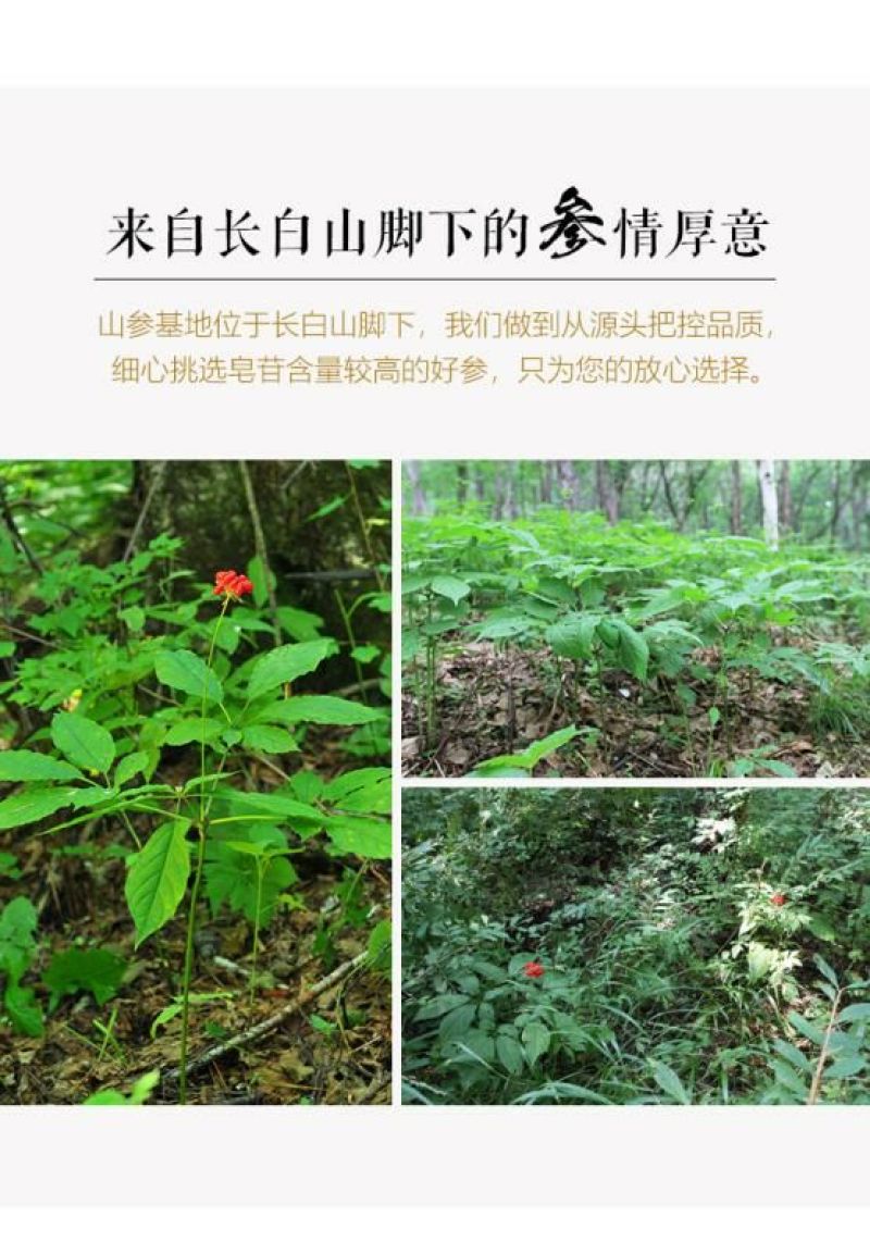 长白山人参林下山参礼盒泡酒参