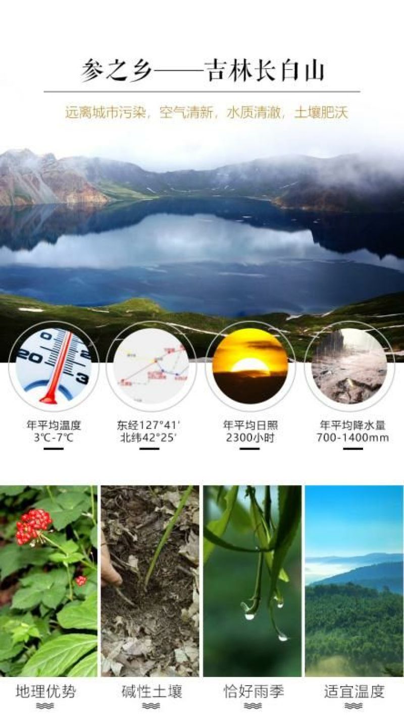 长白山人参林下山参礼盒泡酒参