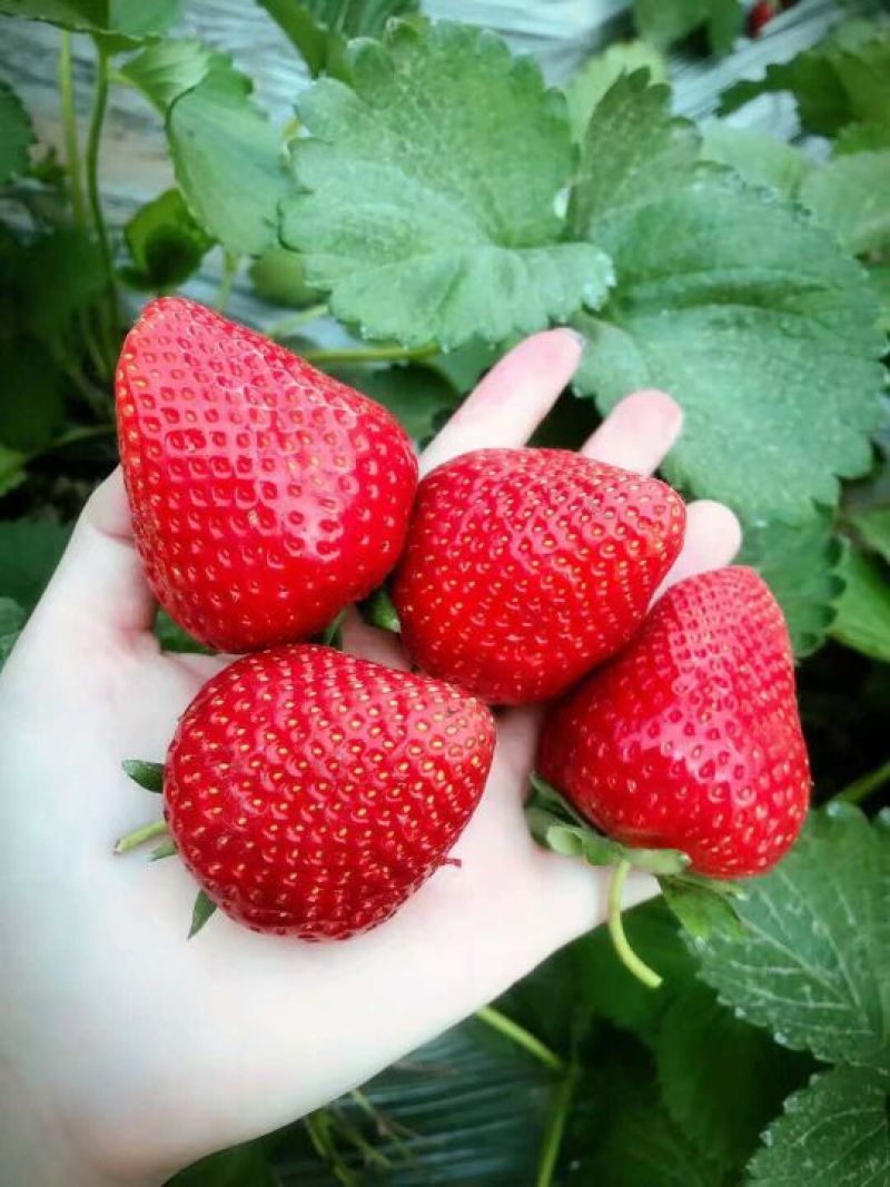 红颜草莓苗四叶一心大叶红颜草莓苗红颜068现挖苗