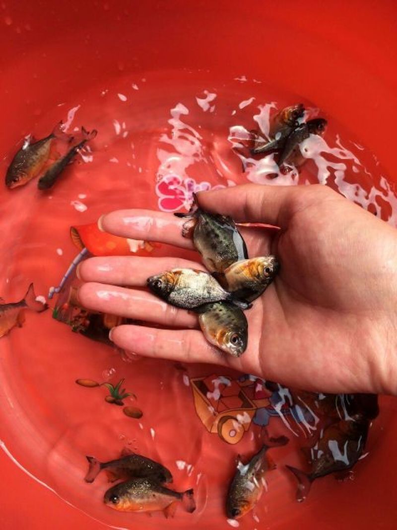 白鲳