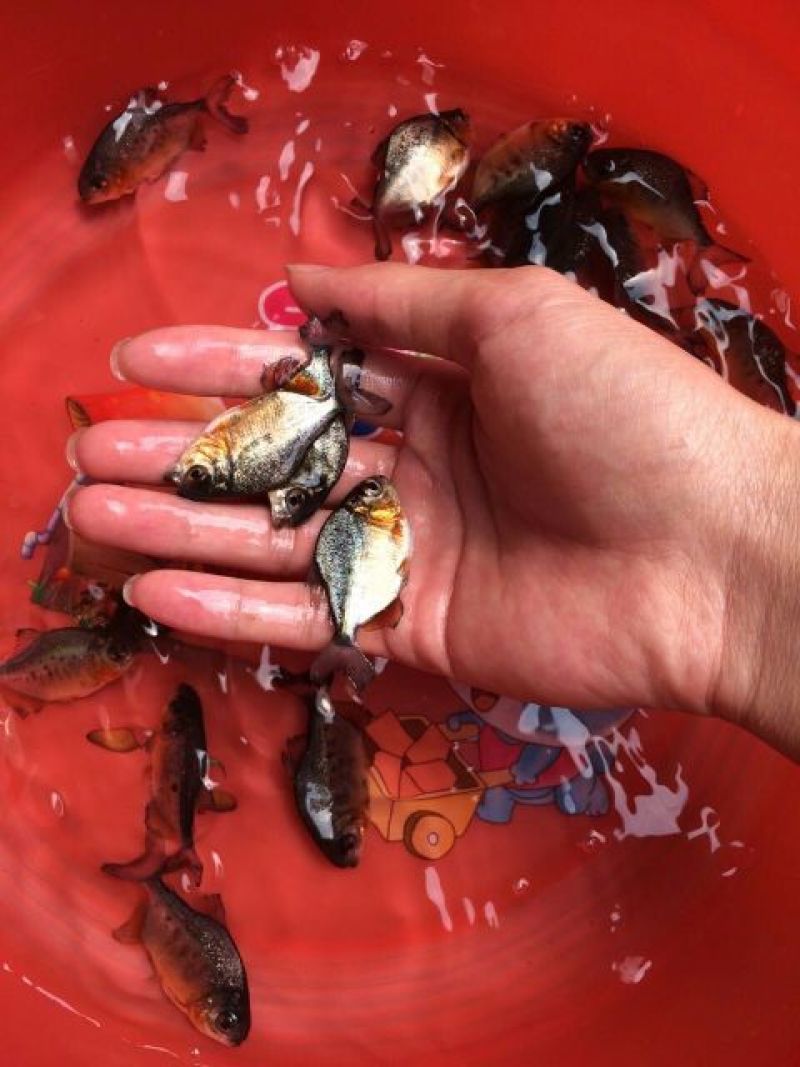 白鲳