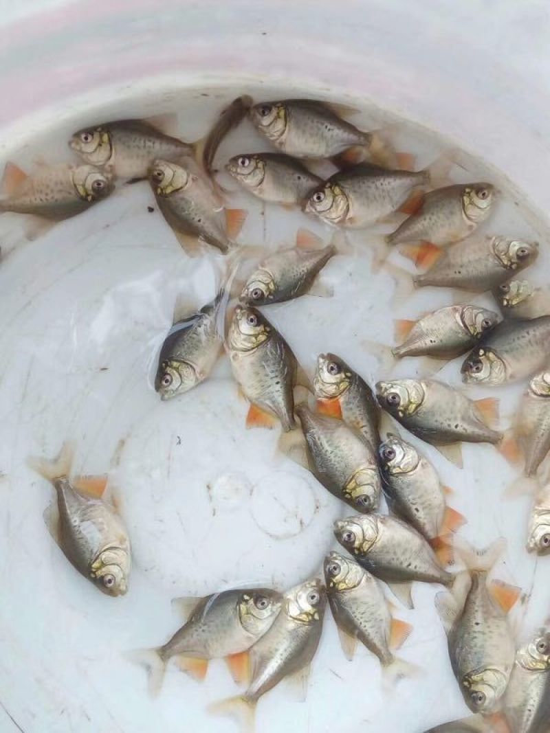 白鲳