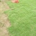 马尼拉草皮