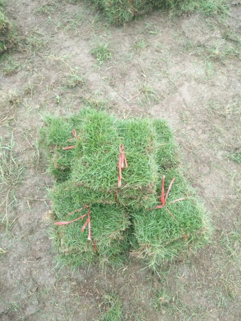 马尼拉草皮