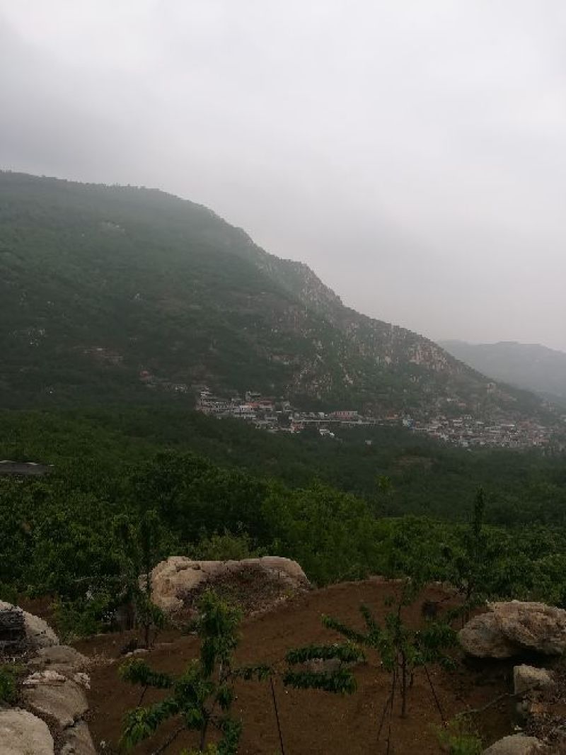 纯正农家蜂蜜