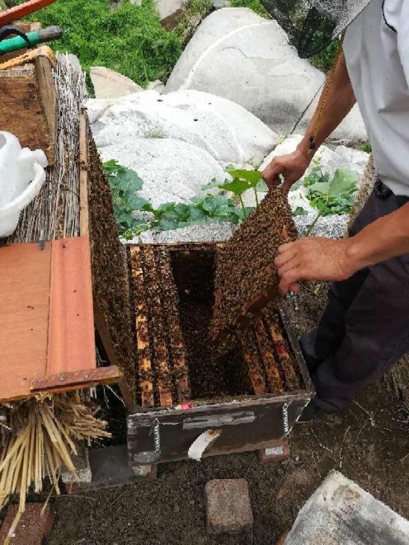 纯正农家蜂蜜