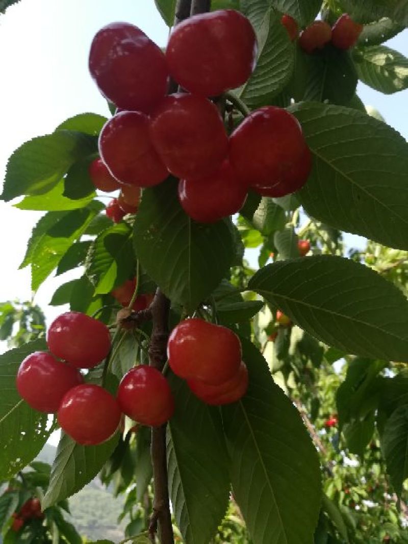 纯正农家蜂蜜