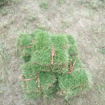 马尼拉草皮