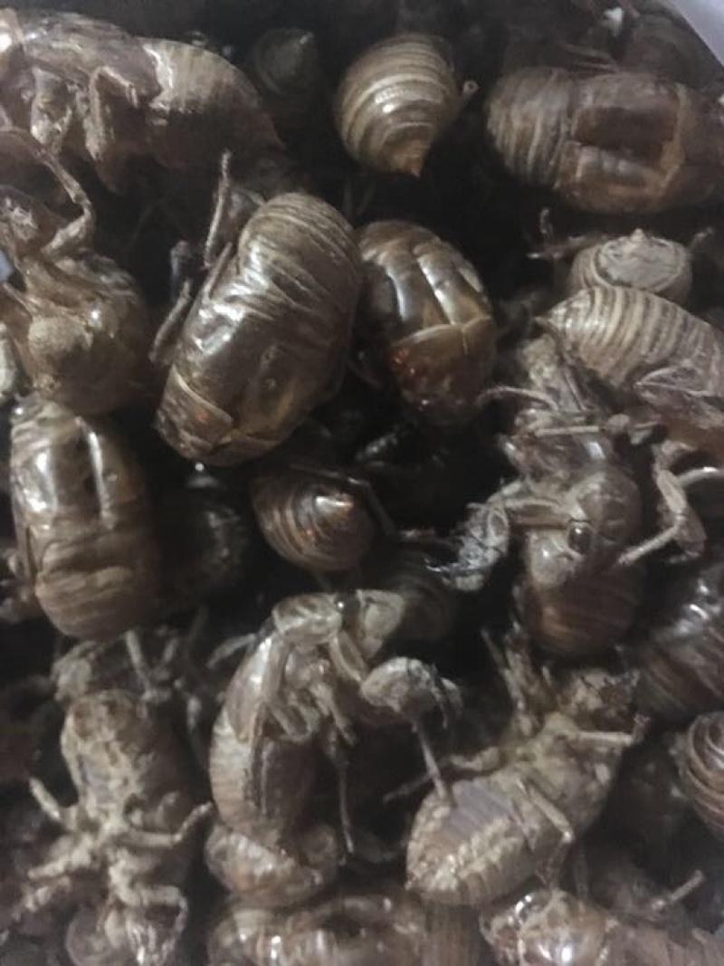 金蝉药用