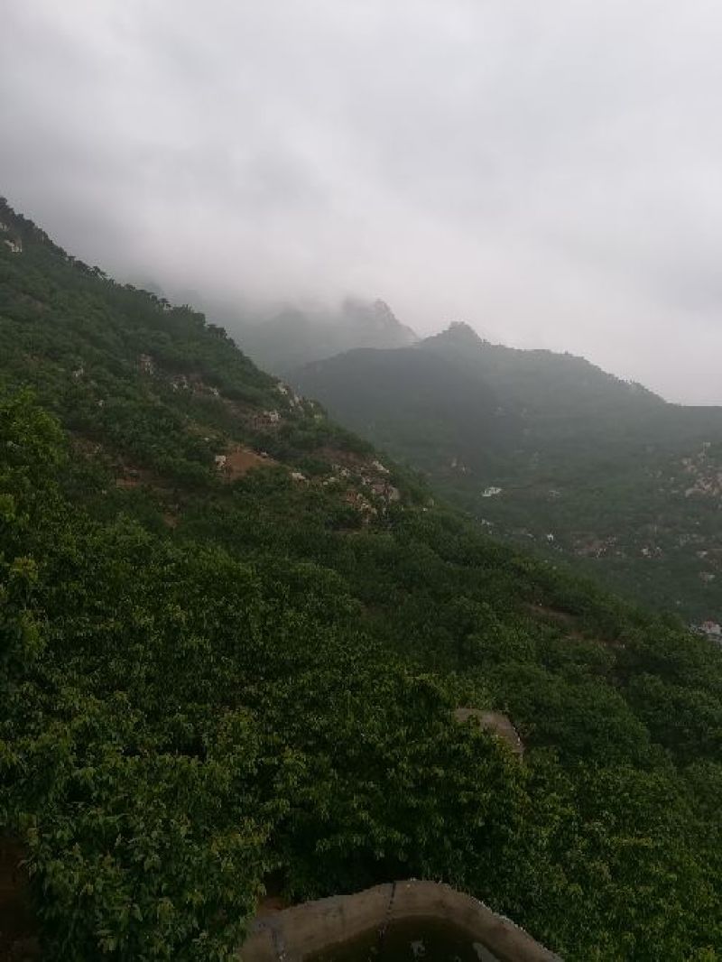 纯正农家蜂蜜
