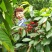 纯正农家蜂蜜
