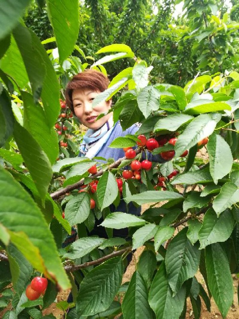 纯正农家蜂蜜