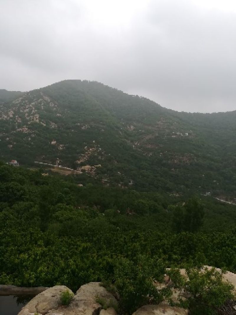纯正农家蜂蜜