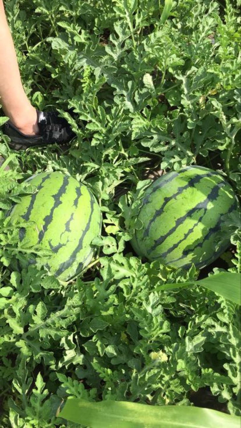 京欣西瓜10斤打底9成熟1茬