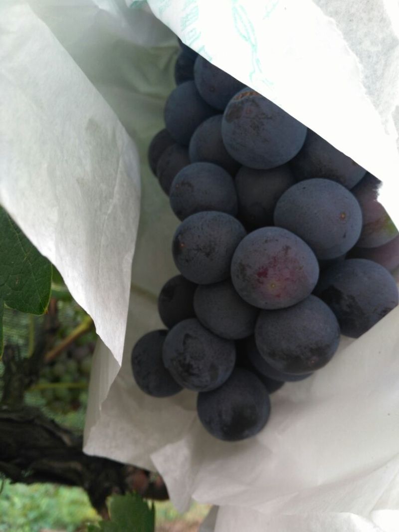山西运城夏黑葡萄大量上市了