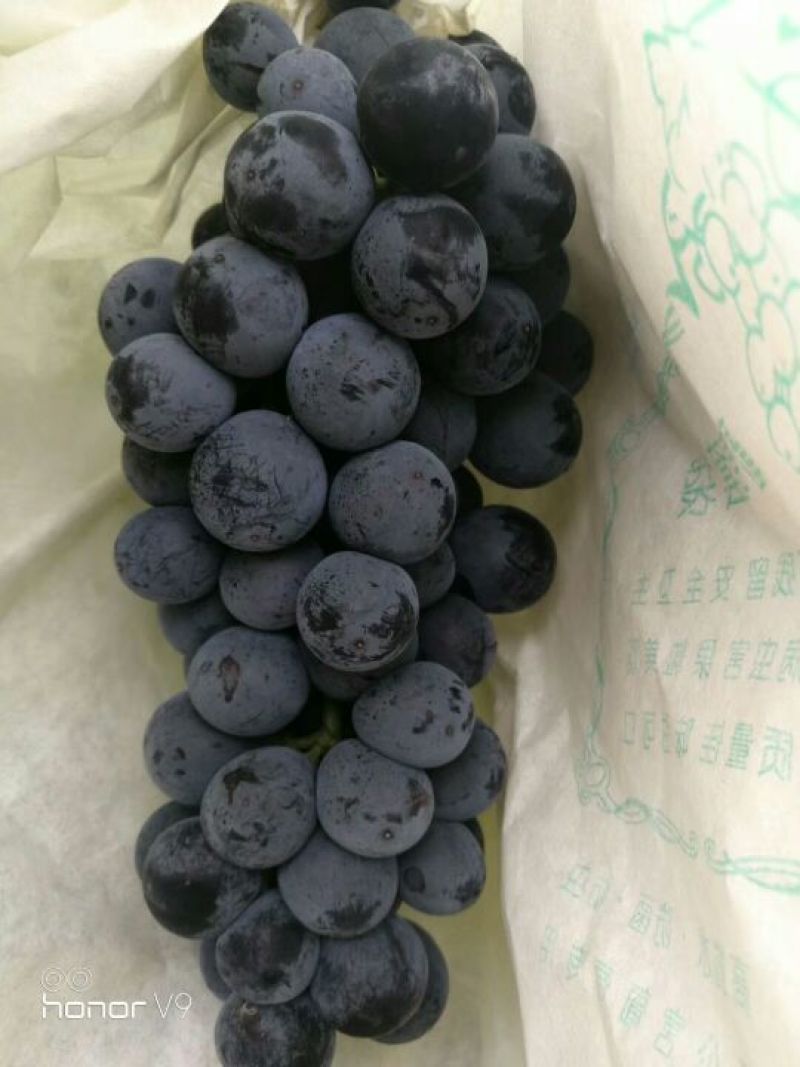 山西运城夏黑葡萄大量上市了