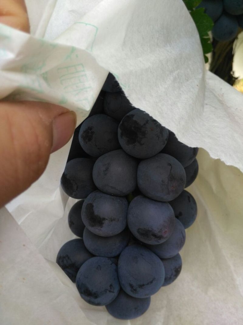 山西运城夏黑葡萄大量上市了