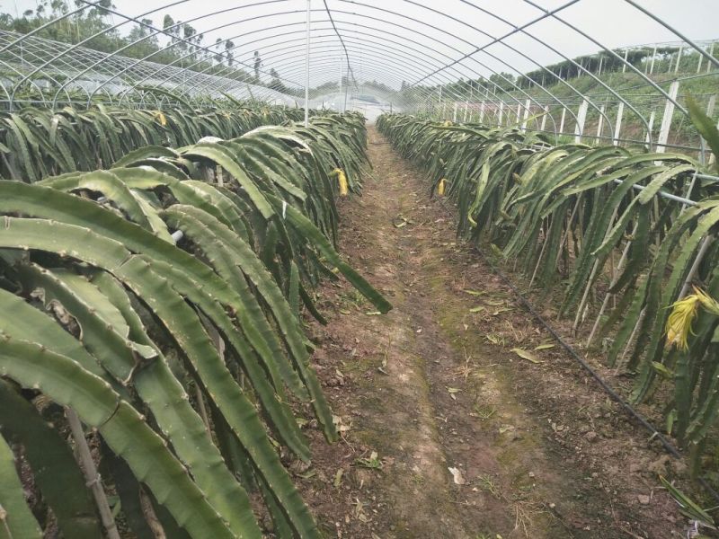 金都一号火龙果苗自花授粉红皮红肉带枝带根