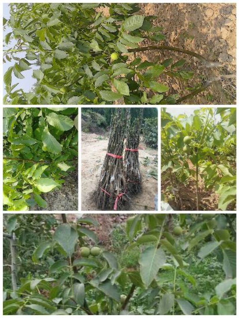 核桃苗薄皮核桃苗纸皮核桃苗2年核桃苗2公分核桃树