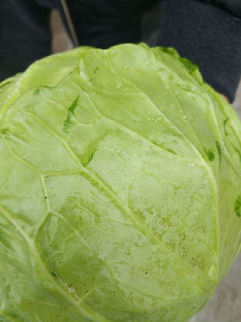 世纪绿甘蓝