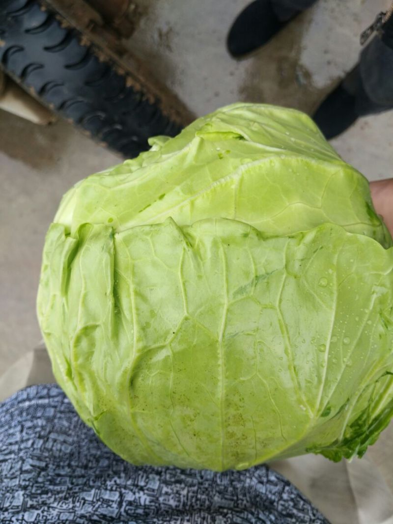 世纪绿甘蓝