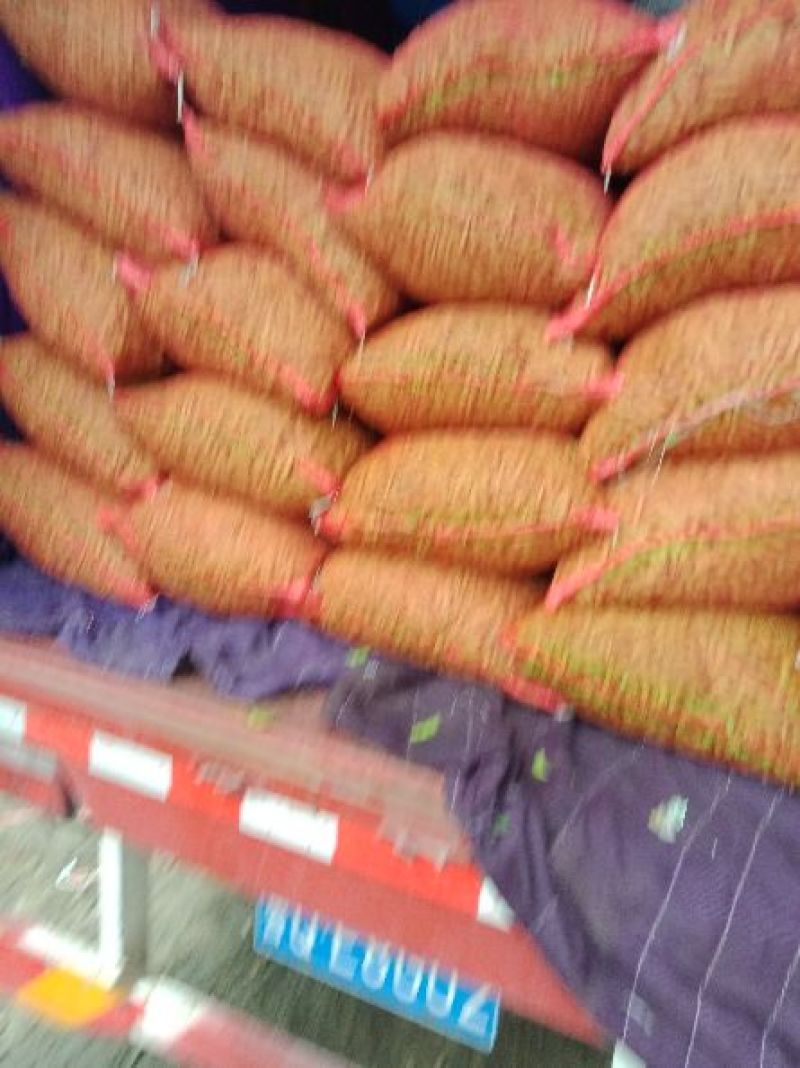 山东郯城县红花镇万亩毛豆大量上市