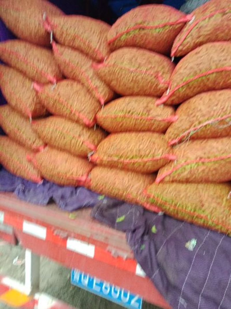 山东郯城县红花镇万亩毛豆大量上市