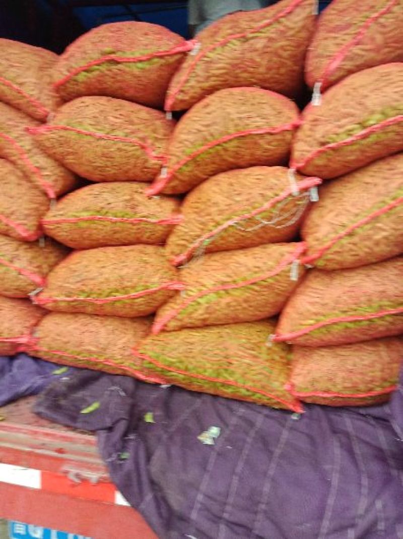 红花镇万亩毛豆大量上市中