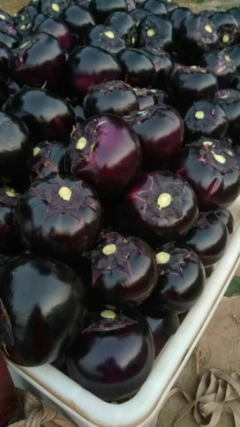 山东聊城莘县，燕店镇万亩紫光圆茄，和长茄大量有货。
