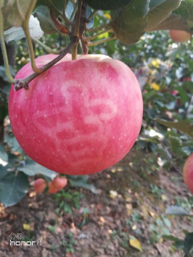 红富士抖南苹果包脆包甜采摘零售