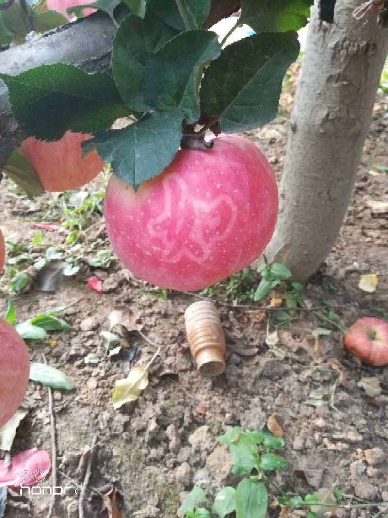 红富士抖南苹果包脆包甜采摘零售