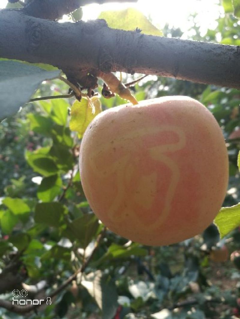 红富士抖南苹果包脆包甜采摘零售