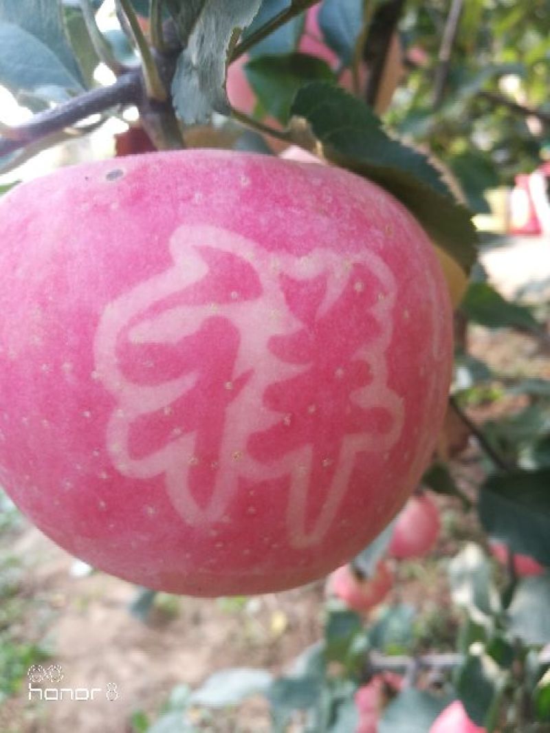 红富士抖南苹果包脆包甜采摘零售