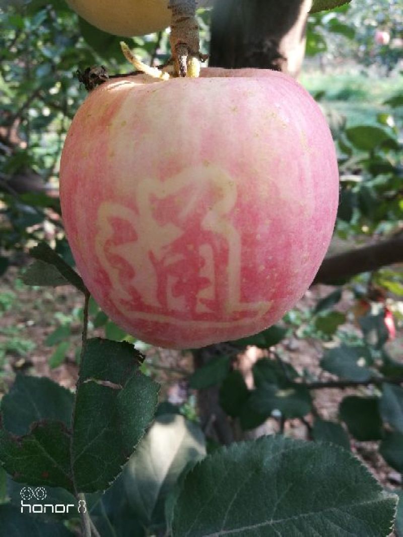 红富士抖南苹果包脆包甜采摘零售