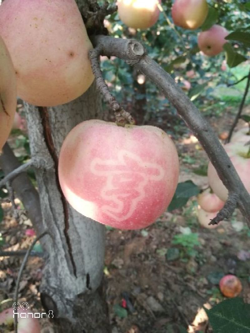 红富士抖南苹果包脆包甜采摘零售