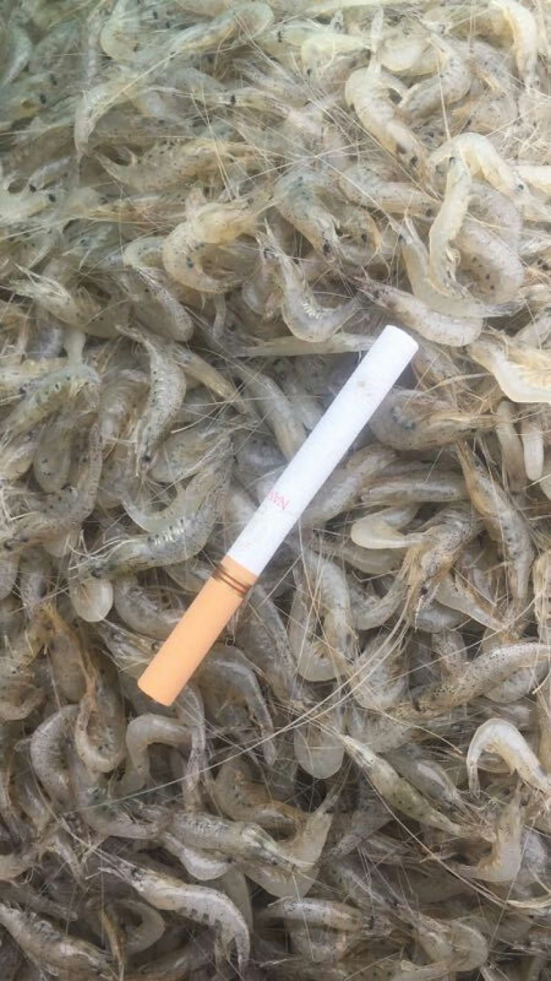 干虾