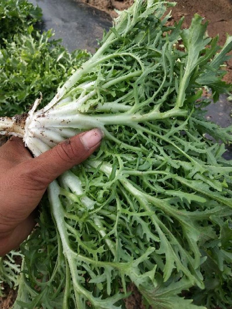 各种蔬菜