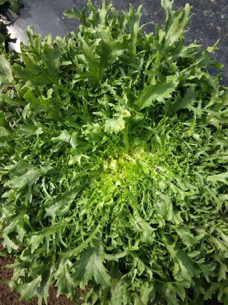 各种蔬菜
