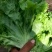 各种蔬菜