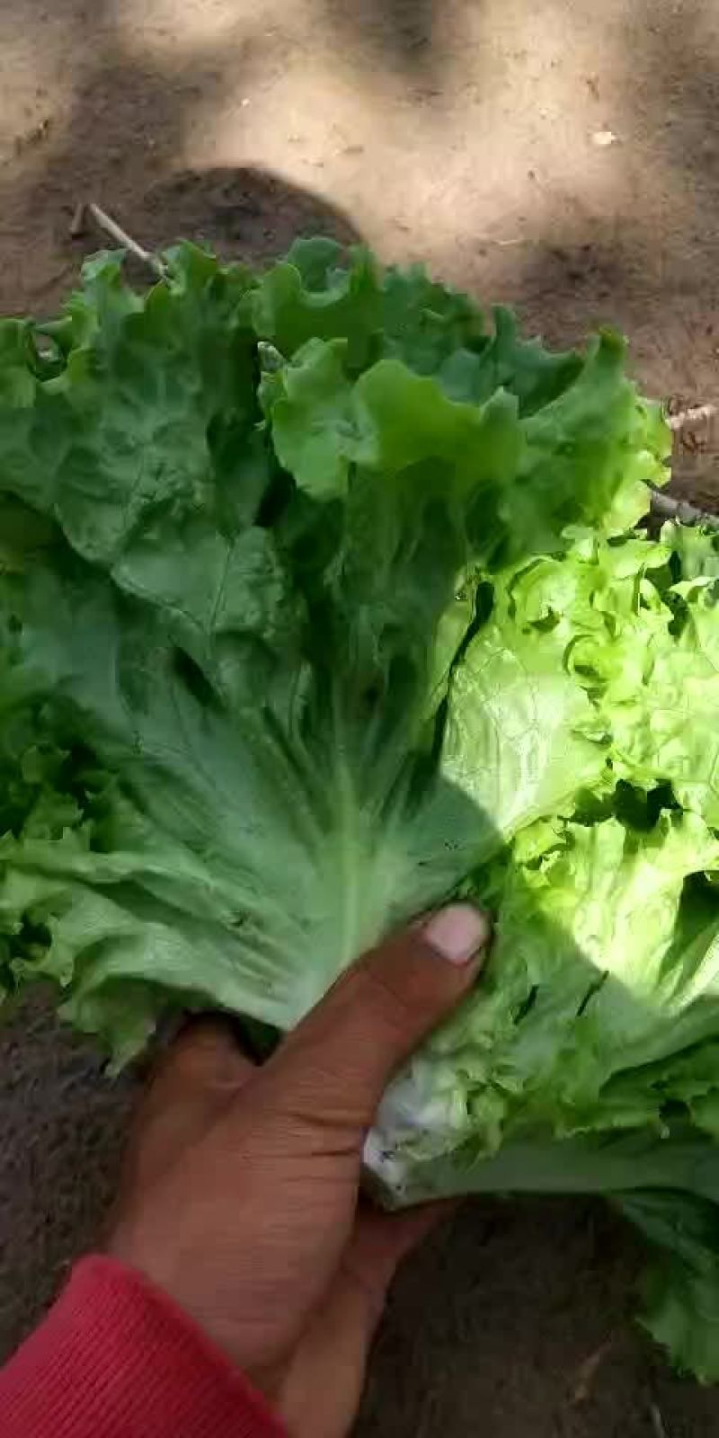 各种蔬菜