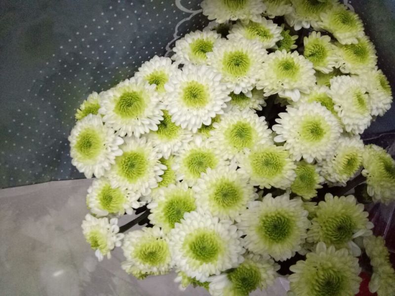 绣球
