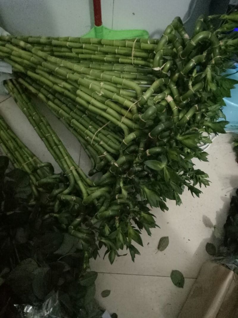绣球
