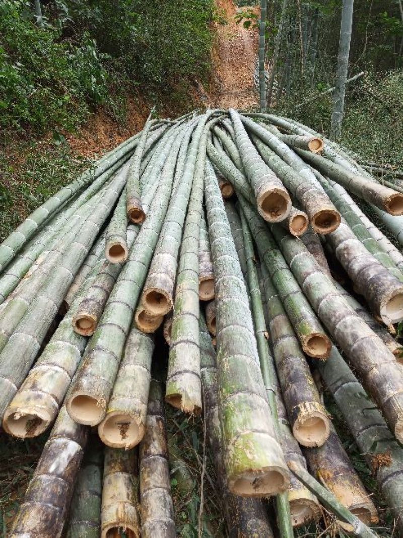 一手优质货源老山老龄毛竹万亩产地直销货源充足欢迎电联