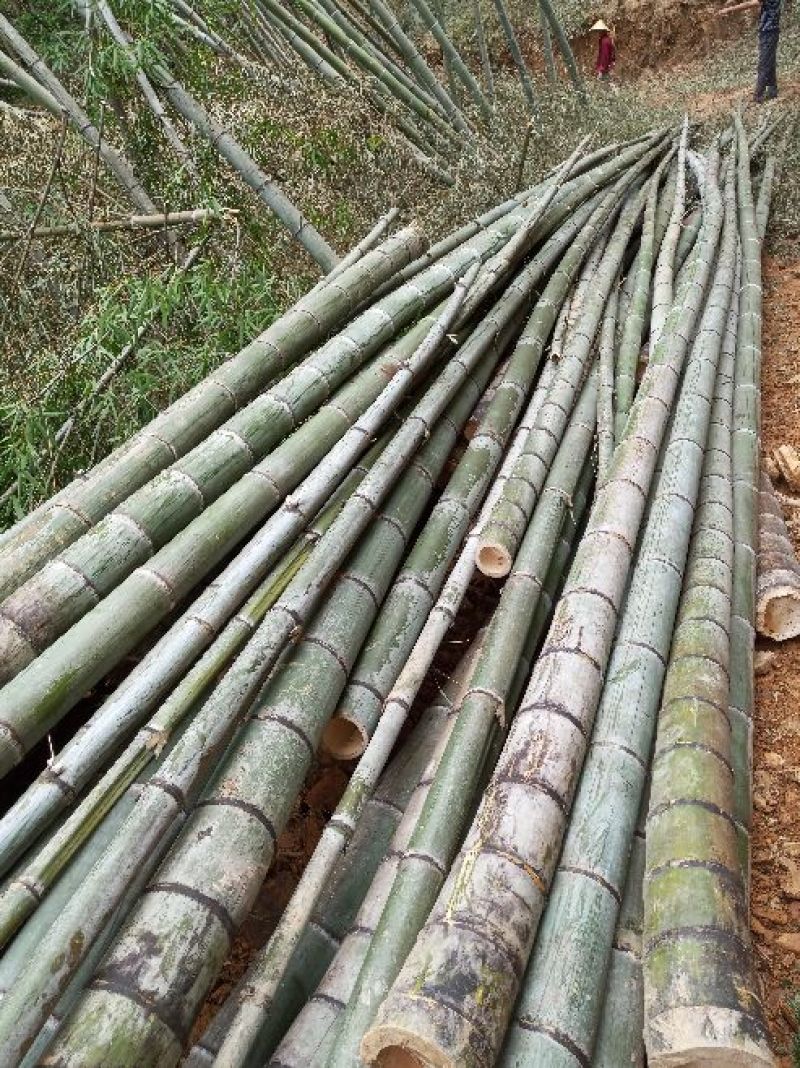 一手优质货源老山老龄毛竹万亩产地直销货源充足欢迎电联