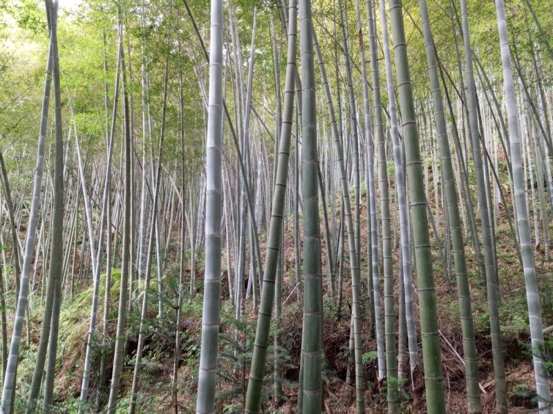 一手优质货源老山老龄毛竹万亩产地直销货源充足欢迎电联