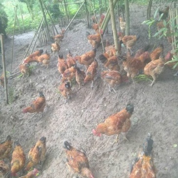 土鸡6月以下