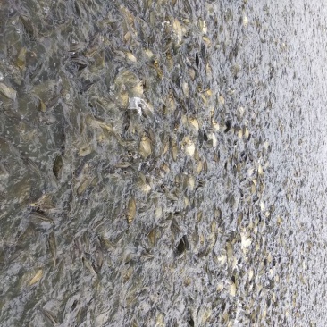 黄金鲫