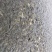黄金鲫